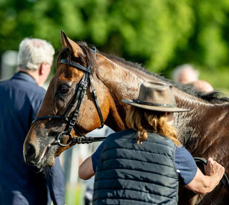 Horse with their trainer at their side.