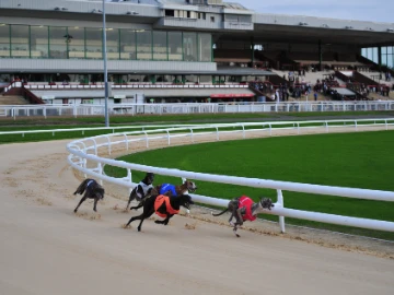 Greyhounds at Wolverhampton Racecourse