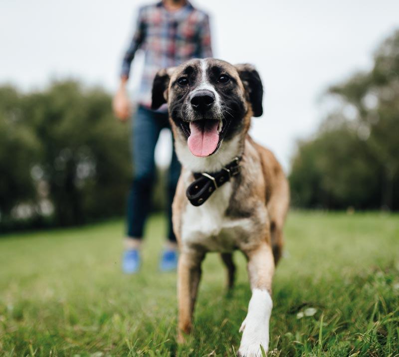 Dog on a walk with owner.