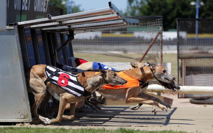 ARC Confirm Plans for the Greyhound Derby 2020