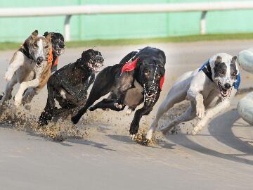 Greyhound Racing