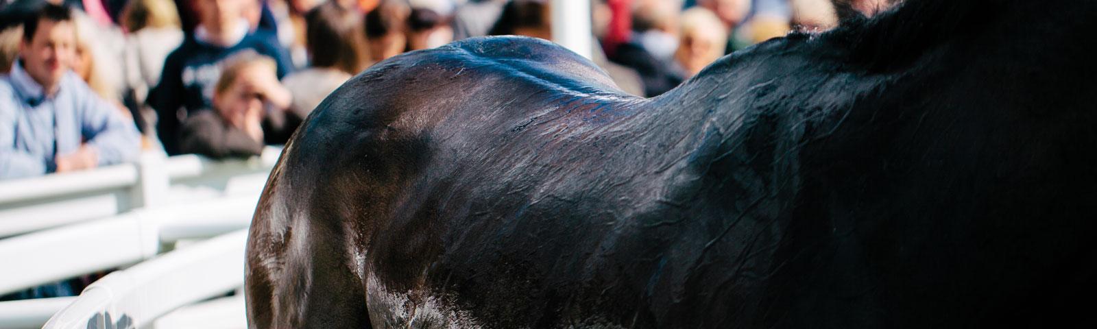 Extreme close up of a horse.