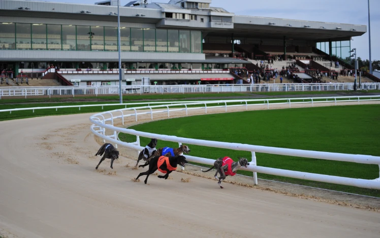 Wolverhampton Racecourse Greyhound Racing