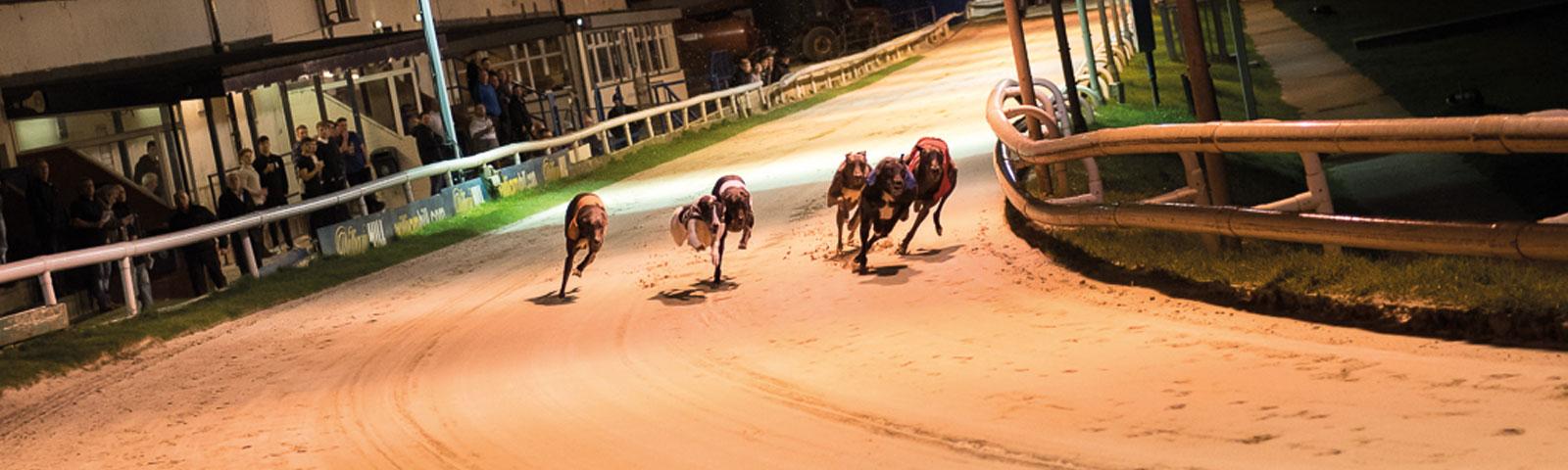 A head on view of track racing greyhounds.