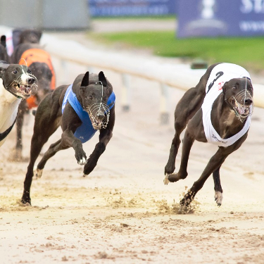 Arc Confirms Postponement Of Greyhound Derby Arc